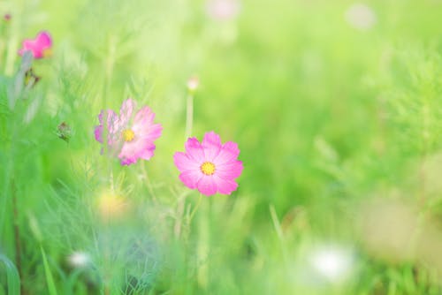 有关天性, 户外, 明亮的免费素材图片