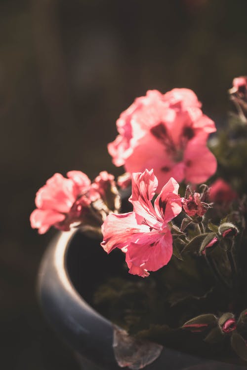 有关植物的, 植物群, 特写的免费素材图片