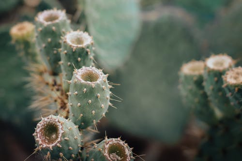 有关仙人掌, 刺, 多肉植物的免费素材图片