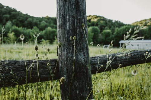 有关围栏, 木, 森林的免费素材图片