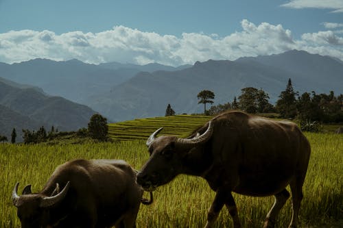 有关carabaos, 山, 牧场的免费素材图片