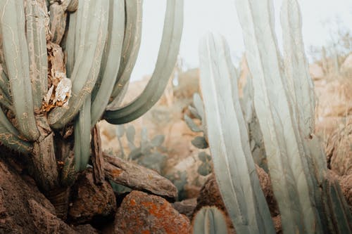 有关仙人掌, 仙人掌植物, 刺的免费素材图片