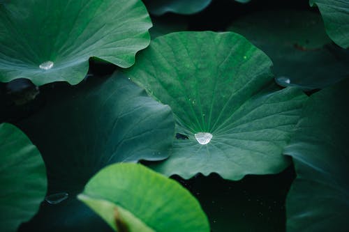 有关&#39;印度莲花&#39;, nelumbo nucifera, 公园的免费素材图片