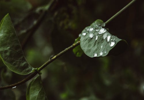 有关图案, 天性, 树叶的免费素材图片