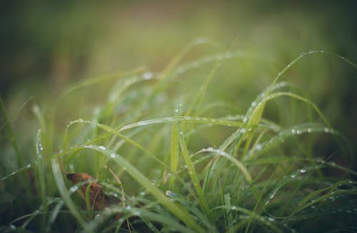 有关水滴, 浅焦点, 特写镜头的免费素材图片