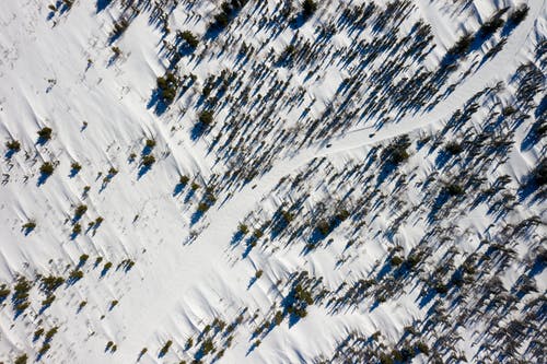 有关土地, 树木, 白雪覆盖的地面的免费素材图片