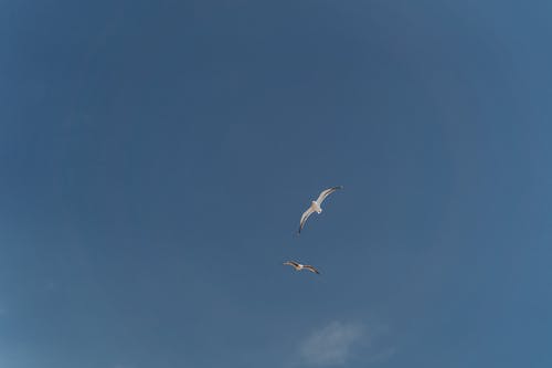 有关天空, 海鸥, 翅膀的免费素材图片