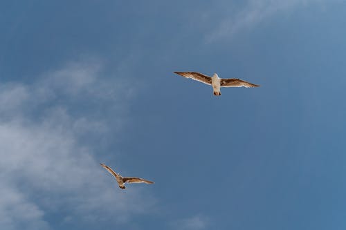 有关动物, 天空, 海鸥的免费素材图片