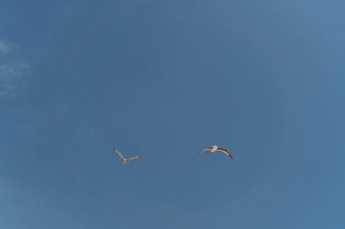 有关动物, 天空, 海鸥的免费素材图片