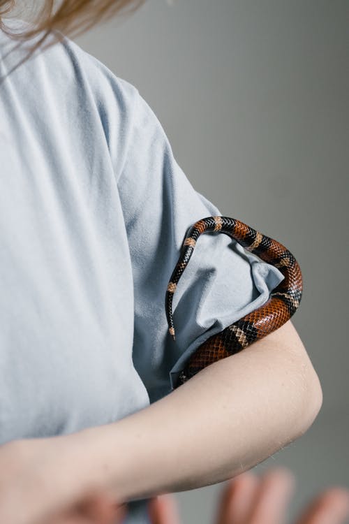 人的衬衫上的蛇的特写照片 · 免费素材图片
