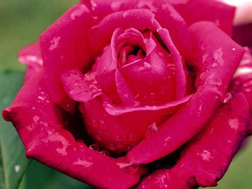 有关水滴, 特写镜头, 红玫瑰的免费素材图片