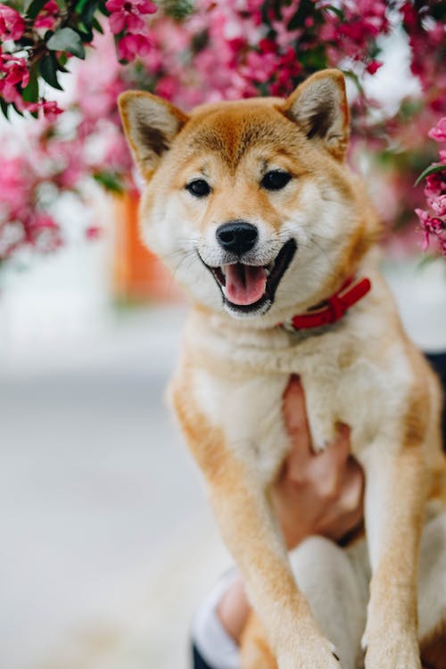 有关伴侶, 公園, 動物的免费素材图片