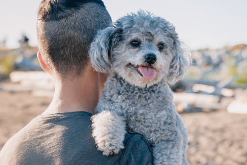 一个人携带的一只可爱的灰色贵宾犬 · 免费素材图片