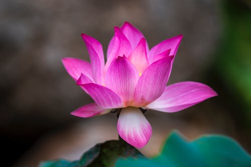 有关植物群, 水生植物, 特写的免费素材图片