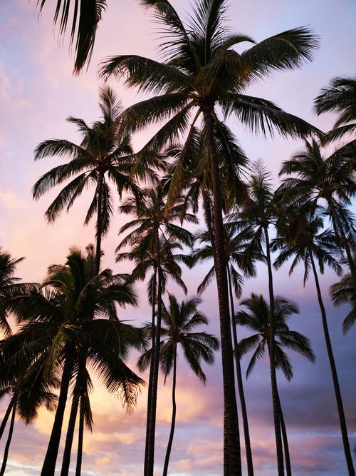 有关低角度拍摄, 夏威夷, 日落的免费素材图片