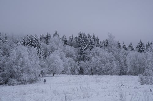 有关下雪的, 冻结的, 大雪覆盖的免费素材图片