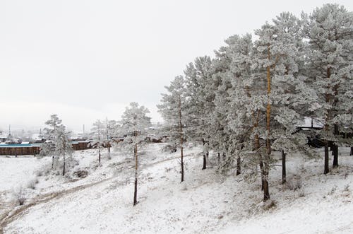 有关冬季, 大雪覆盖, 天性的免费素材图片