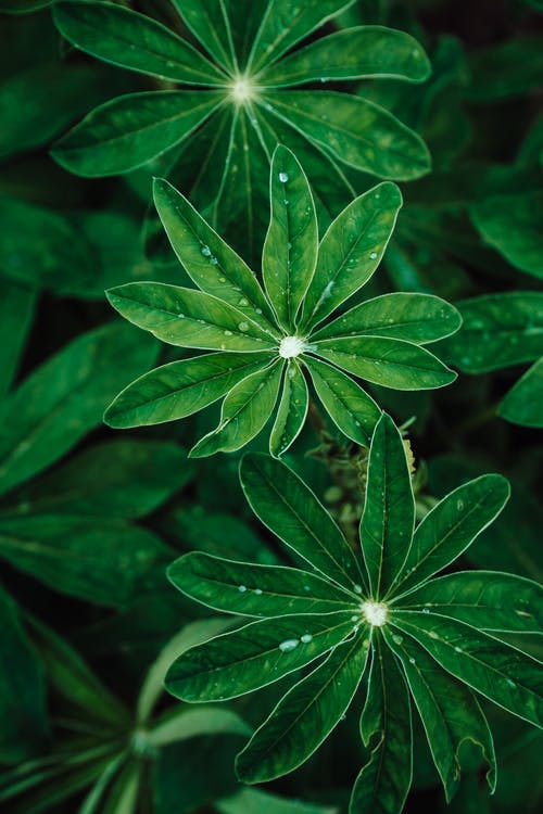 有关工厂, 植物的, 水滴的免费素材图片