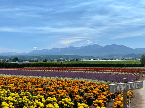 有关山顶风光, 户外, 林场的免费素材图片