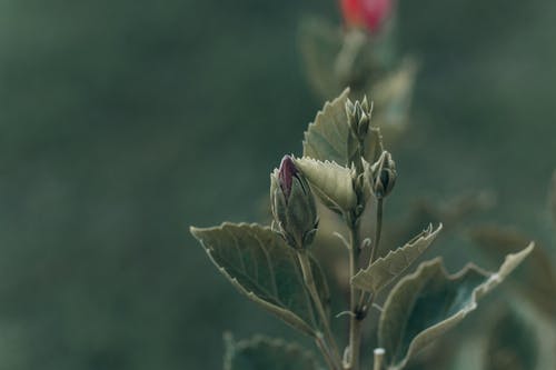 有关宏观, 工厂, 植物群的免费素材图片