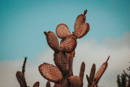 有关仙人掌, 多刺的, 尖的免费素材图片