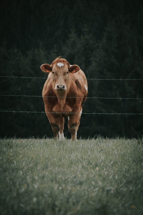 有关哺乳动物, 垂直拍摄, 家畜的免费素材图片