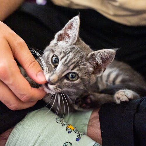 有关动物爱好者, 動物, 哺乳動物的免费素材图片