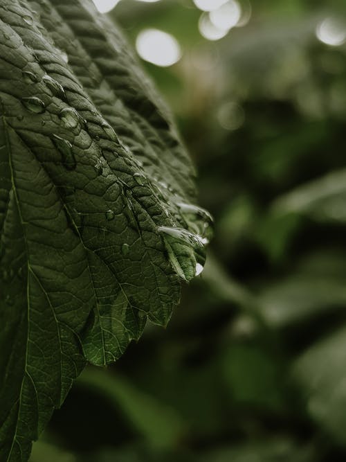 有关天性, 模糊背景, 水滴的免费素材图片