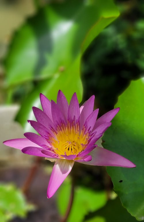 有关垂直拍摄, 植物群, 特写的免费素材图片