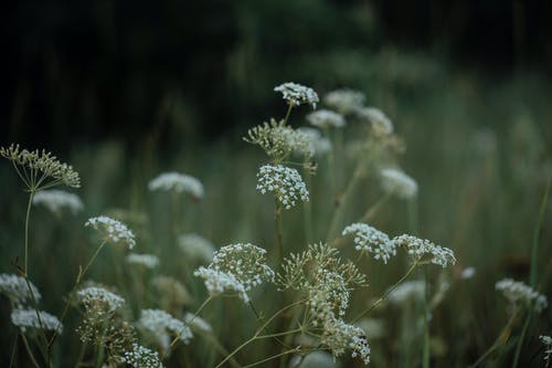 有关壁纸, 季节, 工厂的免费素材图片