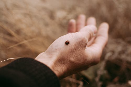 有关手, 昆虫, 瓢虫的免费素材图片