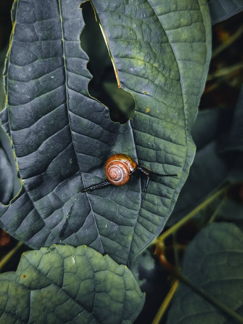 有关垂直拍摄, 绿叶, 蜗牛的免费素材图片