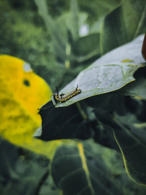 有关昆虫, 毛虫, 无脊椎动物的免费素材图片