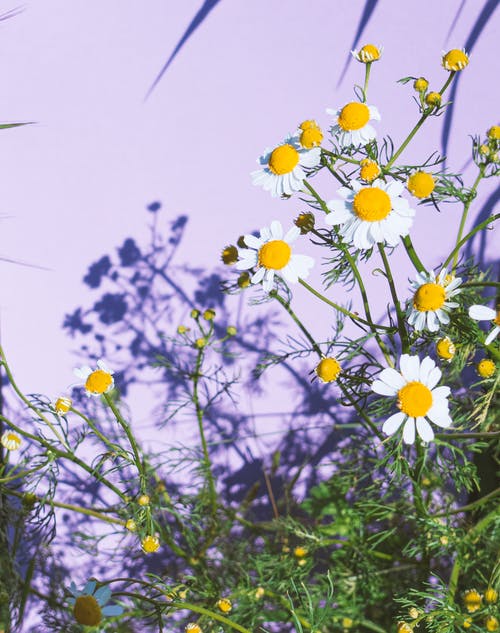 有关垂直拍摄, 户外, 春天的花朵的免费素材图片