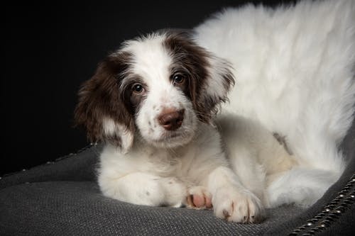 有关动物, 史宾格犬, 哺乳动物的免费素材图片