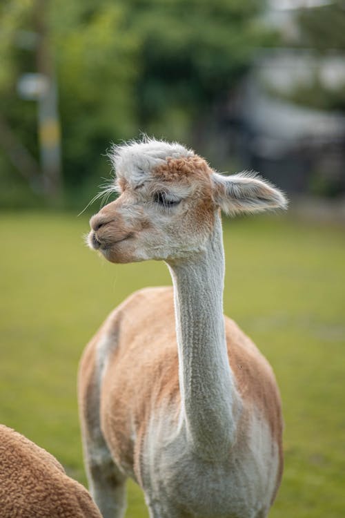 有关動物, 動物攝影, 可愛的免费素材图片