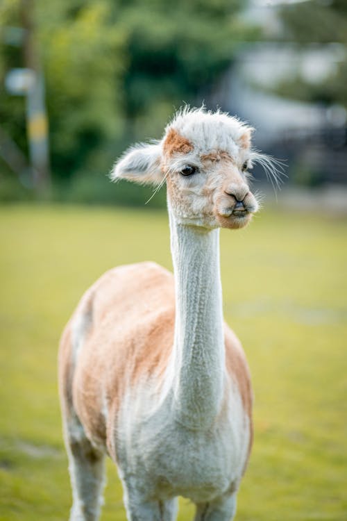 有关動物, 動物攝影, 可愛的免费素材图片