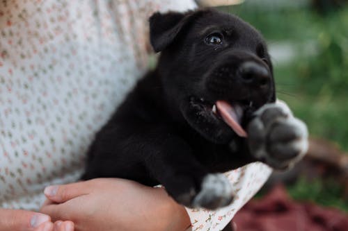一只可爱的黑色小狗 · 免费素材图片