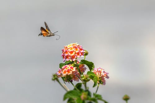 有关macroglossum stellatarum, 昆虫, 无脊椎动物的免费素材图片