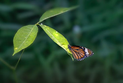 有关帝王蝶, 昆虫, 景深的免费素材图片