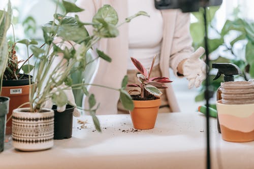 有关室内, 室内植物, 植物的免费素材图片