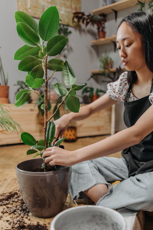 有关修剪花草, 侧面图, 嗜好的免费素材图片