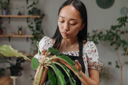 有关修剪花草, 女人, 室内的免费素材图片