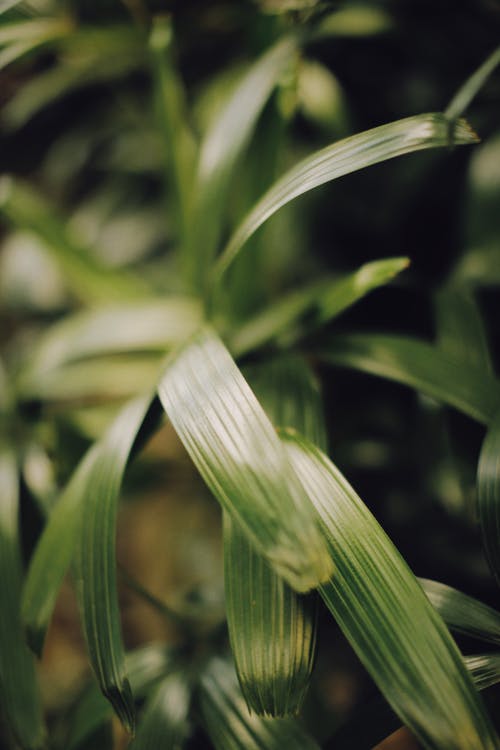 有关工厂, 植物, 树叶的免费素材图片