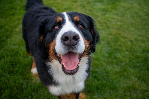 有关伯尔尼山犬, 动物, 友善的免费素材图片