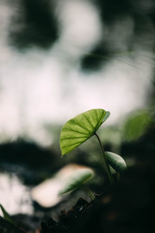 有关光, 垂直的, 增长的免费素材图片