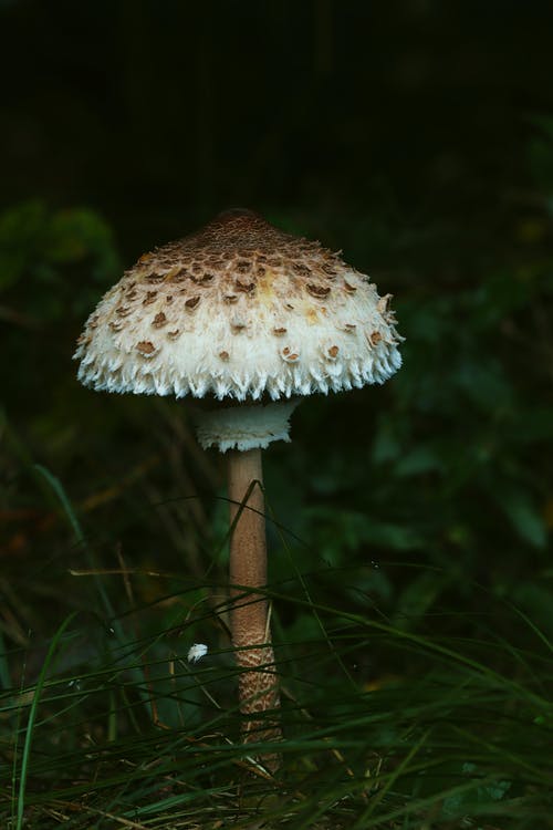 有关垂直拍摄, 绿草地, 蘑菇的免费素材图片