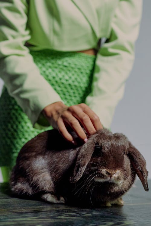有关中段, 兔子, 动物的免费素材图片