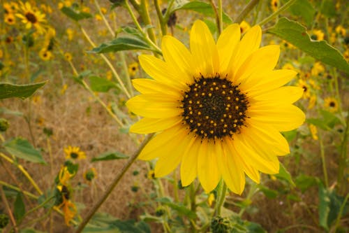 有关向日葵, 户外, 植物群的免费素材图片