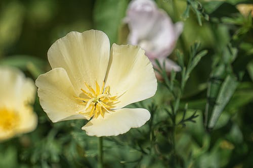 黄色花瓣花的选择性聚焦摄影 · 免费素材图片